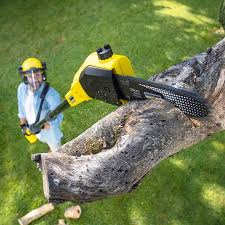 Reliable Willits, CA Tree Care Solutions