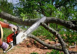 Best Commercial Tree Services  in Willits, CA