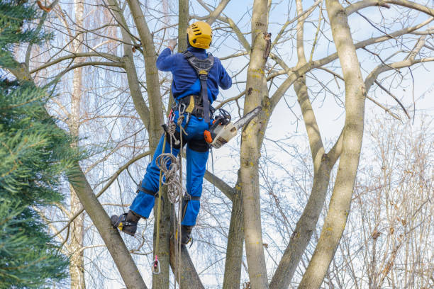 Best Tree Cabling and Bracing  in Willits, CA