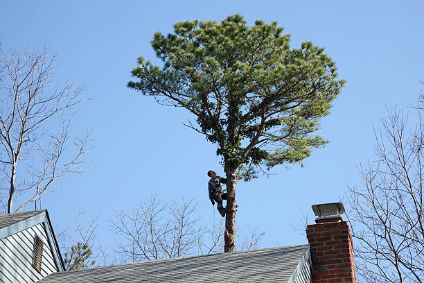 Best Utility Line Clearance  in Willits, CA