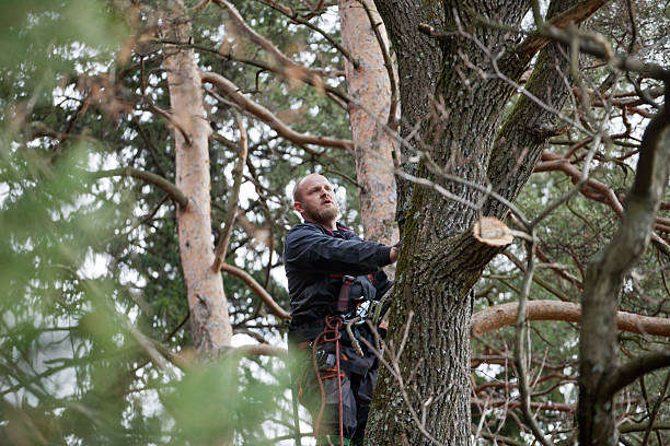 How Our Tree Care Process Works  in  Willits, CA